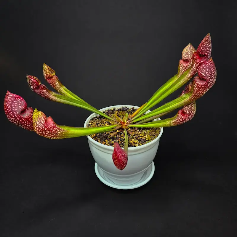 گیاه طبیعی ساراسنیا حشره خوار نژاد اسکارلت بل(سایز مادری)