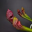 گیاه طبیعی ساراسنیا حشره خوار نژاد اسکارلت بل(سایز مادری)