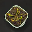 گیاه طبیعی ساراسنیا نژاد گرین باربا (سایز1)