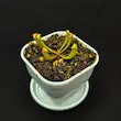 گیاه طبیعی ساراسنیا نژاد گرین باربا (سایز1)