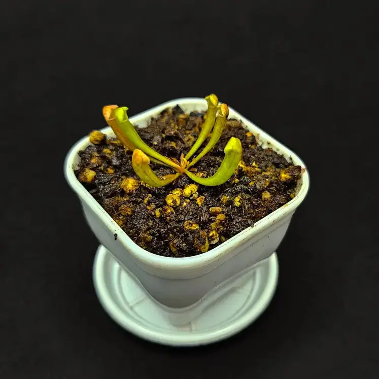گیاه طبیعی ساراسنیا نژاد گرین باربا (سایز1)