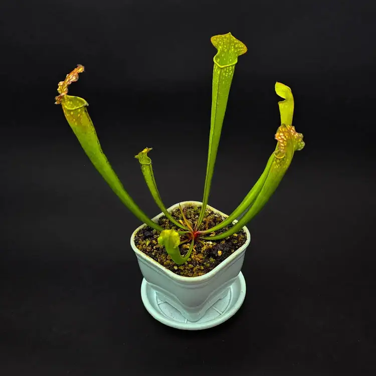 گیاه طبیعی ساراسنیا حشره خوار نژاد فارنهمی (سایز2)