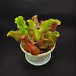 گیاه طبیعی ساراسنیا حشره خوار نژاد پورپورا (سایز مادری)