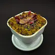 گیاه طبیعی ونوس حشره خوار نژاد رد شارک(سایز2)
