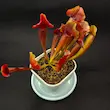 گیاه طبیعی ساراسنیا حشره خار نژاد مارون (سایز3)