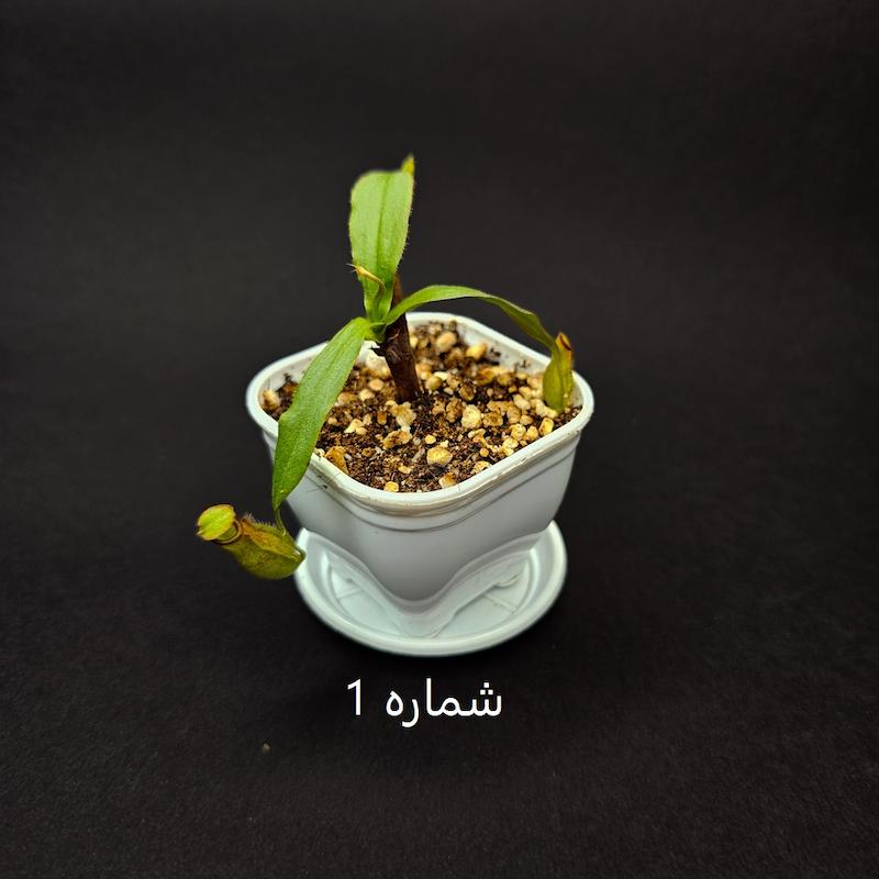 گیاه طبیعی حشره خوار نپنتس نژاد رافلزیانا میرابیلیس خالدار(سایز1)
