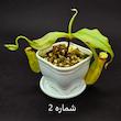 گیاه طبیعی نپنتس حشره خوار نژاد رافلزیانا میرابیلیس خالدار(سایز2)
