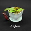 گیاه طبیعی نپنتس حشره خوار نژاد رد وایکینگ x آمپولاریا (سایز1)