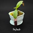 گیاه طبیعی نپنتس حشره خوار نژاد رد وایکینگ x آمپولاریا (سایز1)