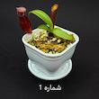 گیاه طبیعی نپنتس حشره خوار نژاد رد وایکینگ x آمپولاریا (سایز1)