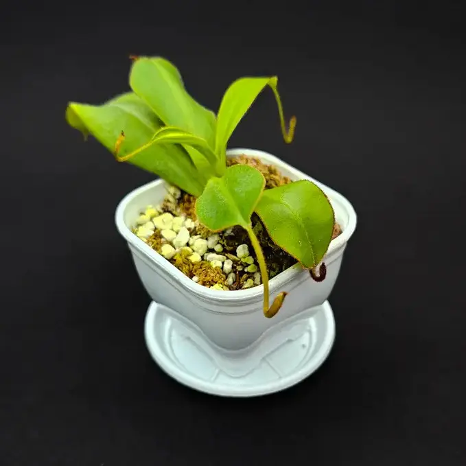 گیاه طبیعی نپنتس حشره خوار نژاد گالاندولی x تالاگانسیس (سایز1)