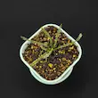 گیاه طبیعی دروزرا حشره خوار نژاد فیلیفورمیس(سایز1)