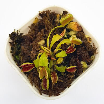 گیاه ونوس حشره خوار نژاد فیوز توث (سایز۱) همراه با کرم خشک رایگان