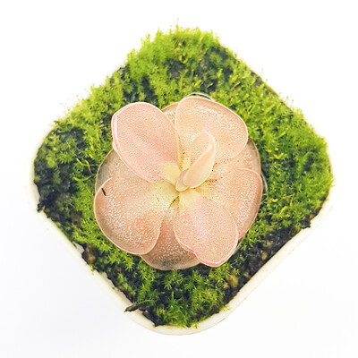 گیاه طبیعی پینگویکولا حشره خوار نژاد موراننسیس (سایز۱)