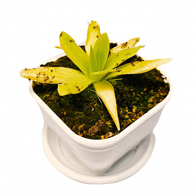 گیاه طبیعی حشره خوار پینگویکولا نژاد افرودیت(سایز ۳ )