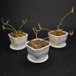 گیاه طبیعی دروزرا حشره خوار نژاد شاخ گوزنی (سایز1)