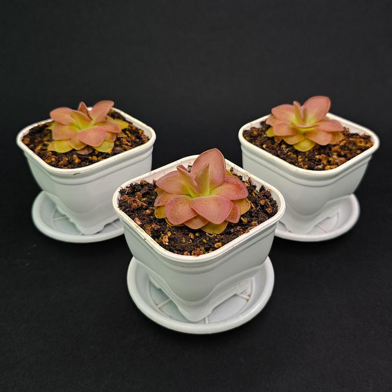 گیاه طبیعی پینگویکولا حشره خوار نژاد موراننسیس(سایز2_گلدان8)