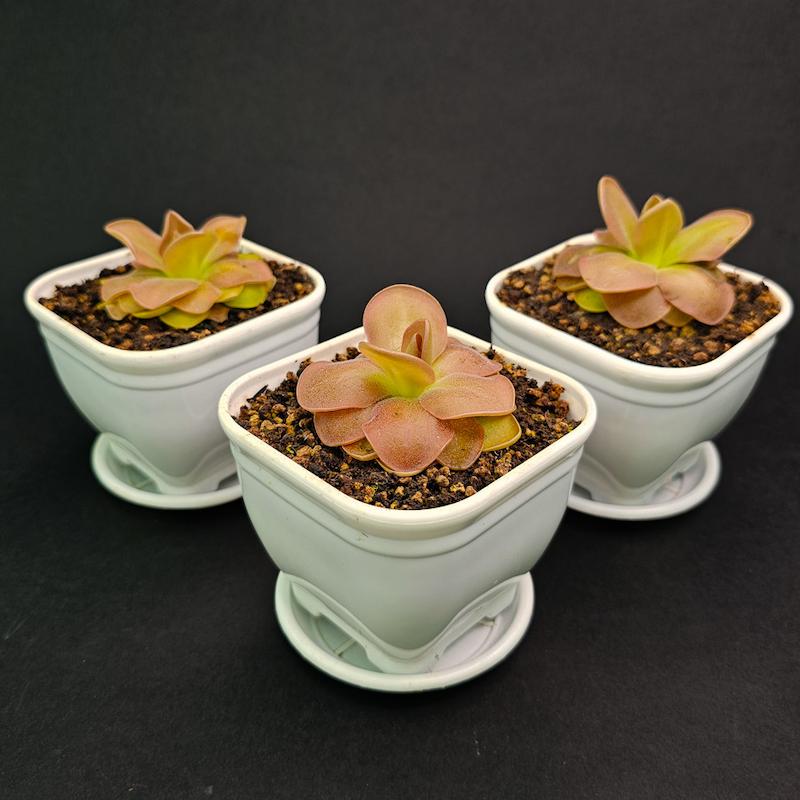 گیاه طبیعی پینگویکولا حشره خوار نژاد موراننسیس (سایز3_گلدان 10)