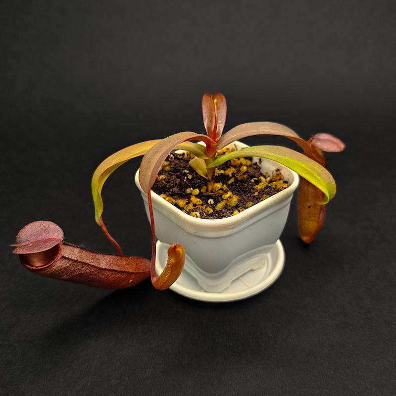 گیاه طبیعی نپنتس حشره خوار نژاد ربکا (سایز2)