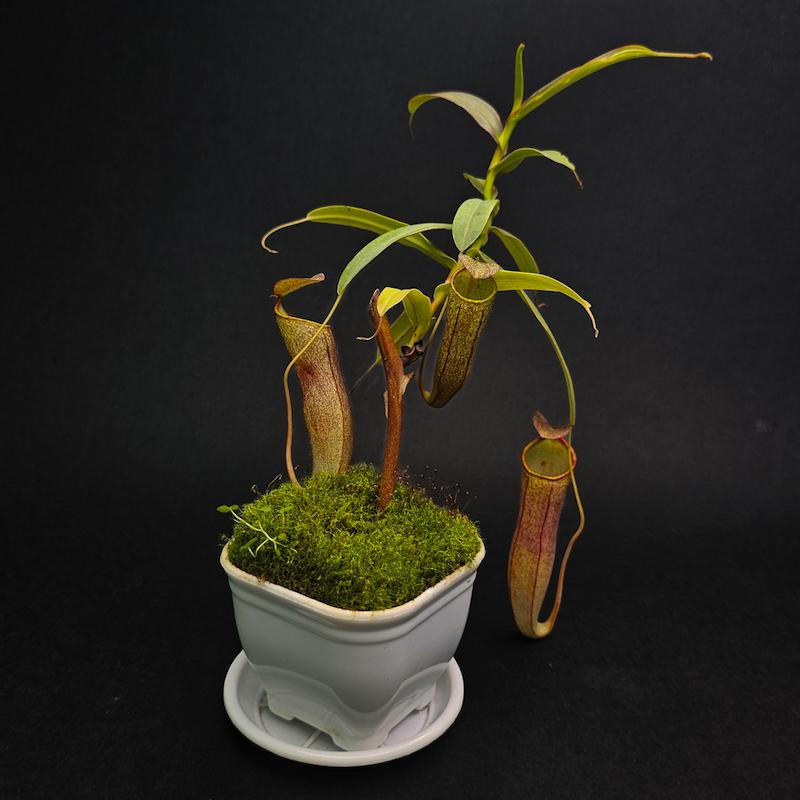 گیاه طبیعی نپنتس حشره خوار نژاد ربکا(سایز3)