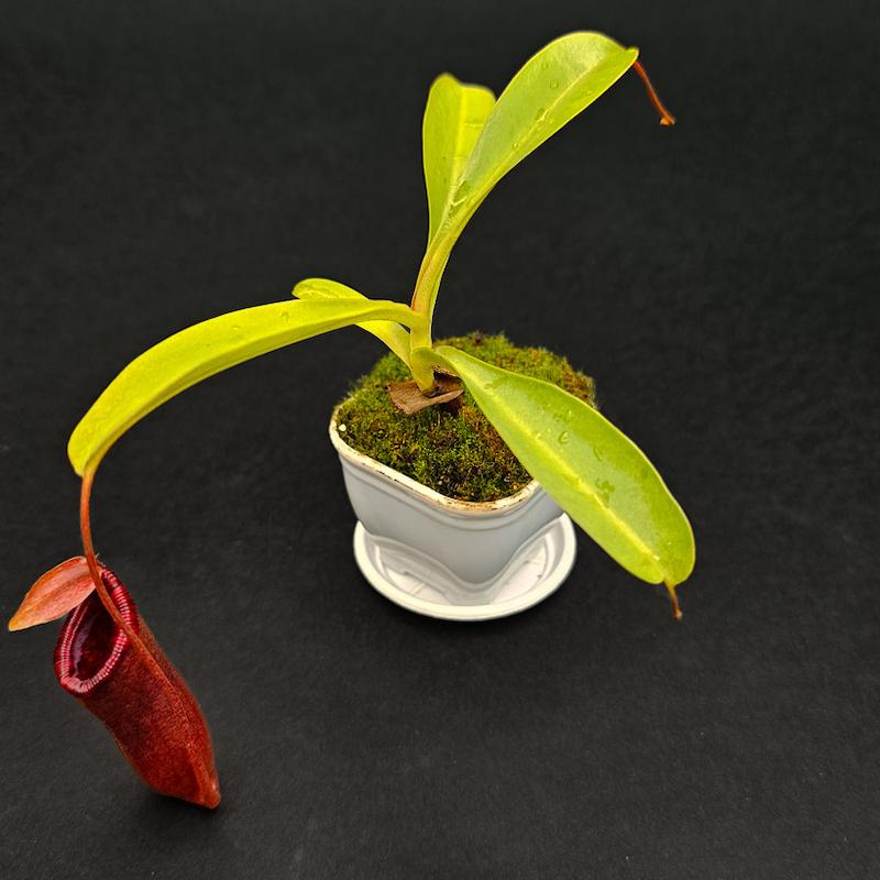 گیاه طبیعی نپنتس حشره خوار نژاد بریگسیانا(سایز2)