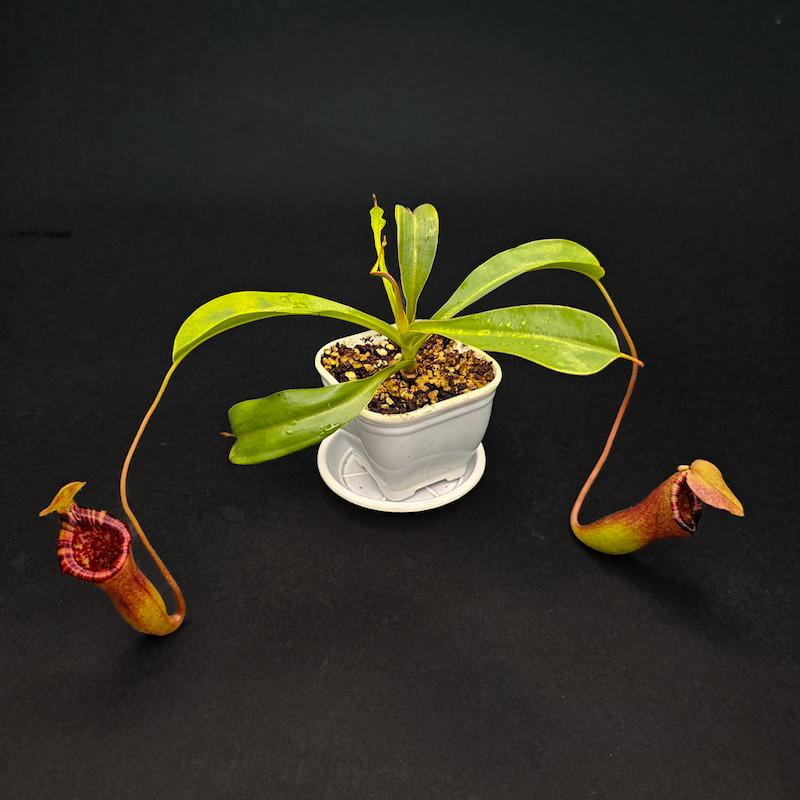 گیاه طبیعی نپنتس حشره خوار نژاد بریگسیانا(سایز2)