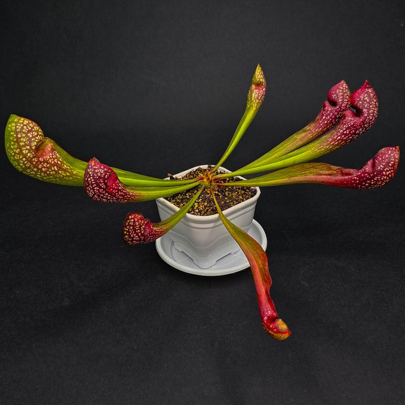 گیاه طبیعی ساراسنیا نژاد اسکارلت بل (سایز3)