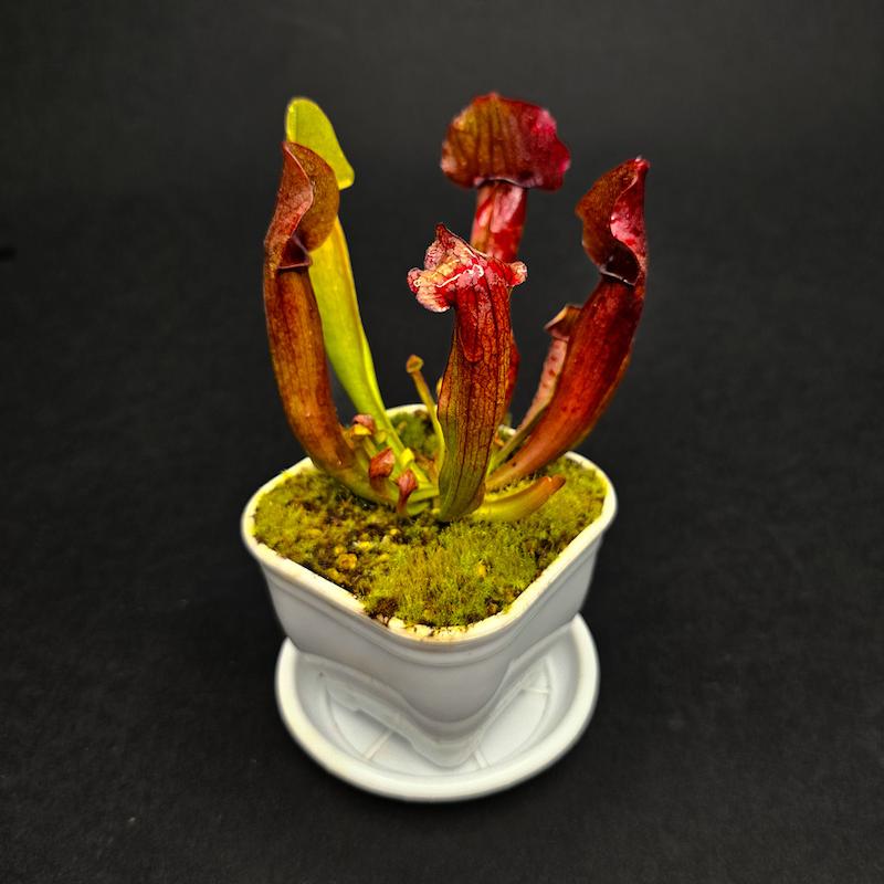 گیاه طبیعی ساراسنیا حشره خوار نژاد مارون (سایز2 _ گلدان8)