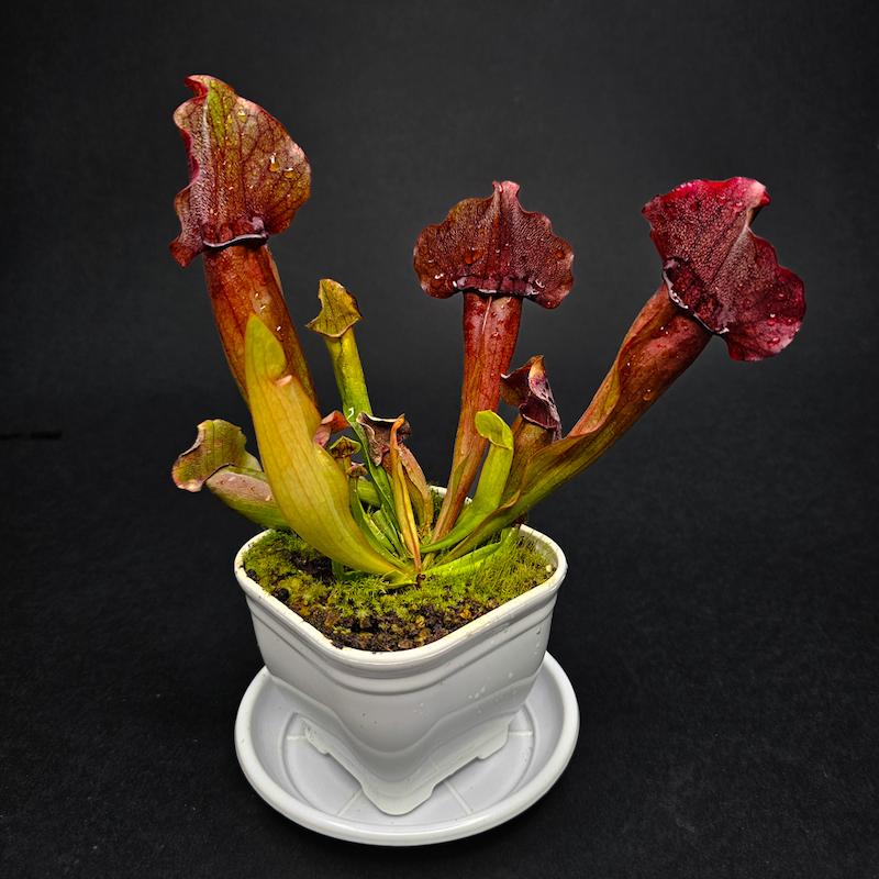 گیاه طبیعی ساراسنیا نژاد مارون(سایز3_گلدان10)