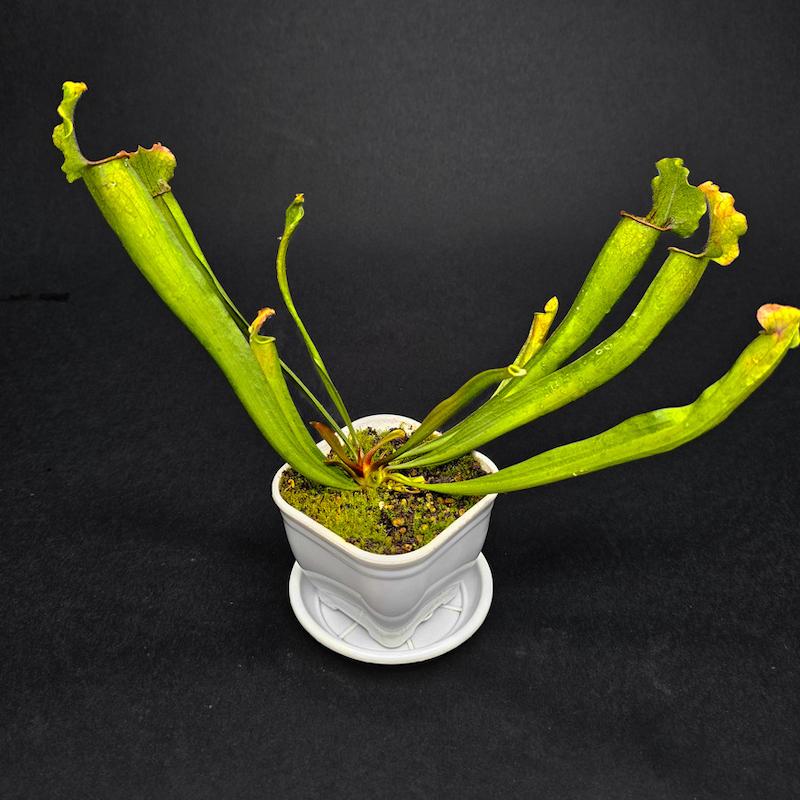 گیاه طبیعی ساراسنیا نژاد ولوت (سایز2_گلدان8)