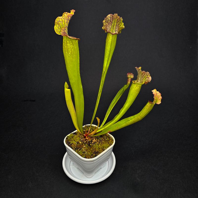 گیاه طبیعی ساراسنیا حشره خوار نژاد ولوت(سایز 3_گلدان10)