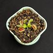 گیاه طبیعی ونوس حشره خوار نژاد داروین (سایز1)