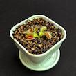 گیاه طبیعی ونوس حشره خوار نژاد داروین (سایز1)