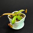 گیاه طبیعی حشره خوار نپنتس نژاد ربکا(سایز1)