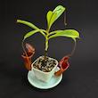 گیاه طبیعی نپنتس حشره خوار نژاد بریگسیانا(سایز3)