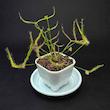 گیاه طبیعی حشره خوار دروزرا نژاد شاخ گوزنی(سایز2)