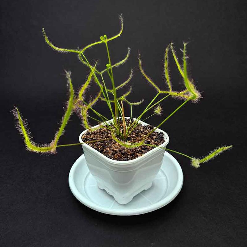 گیاه طبیعی حشره خوار دروزرا نژاد شاخ گوزنی(سایز2)