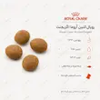 غذای خشک گربه بدغذا رویال کنین آروما اگزیجنت Royal Canin Aroma Exigent