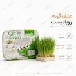 اینفوگرافیک روش کاشت علف گربه رویالیست