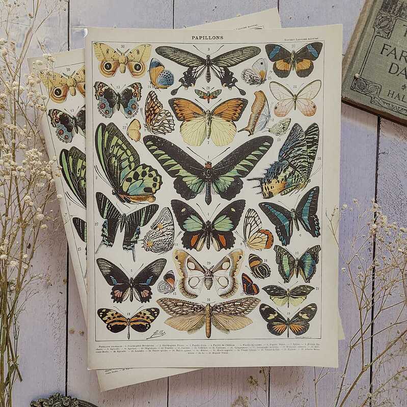 پوستر پروانه وینتیج
