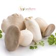  ارچ شاه صدف تازه و درجه یک در فروشگاه لوکس‌بری oyster king
