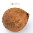 نارگیل | Coconut