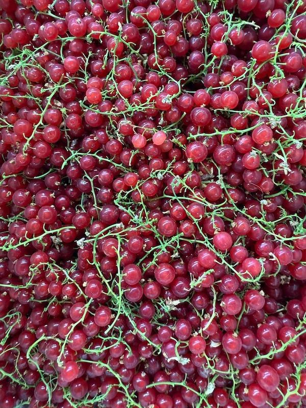 ردکارنت تازه