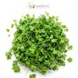 نمای روبرو گشنیز