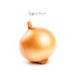 پیاز | onion