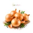 پیاز | onion