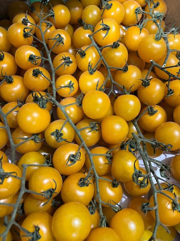گوجه خوشه ای گلد