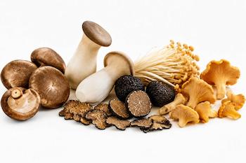 انواع قارچ کمیاب