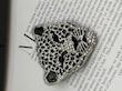کد لئو(leo)