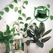 گیره نگهدارنده گل و گیاه بسته10تایی